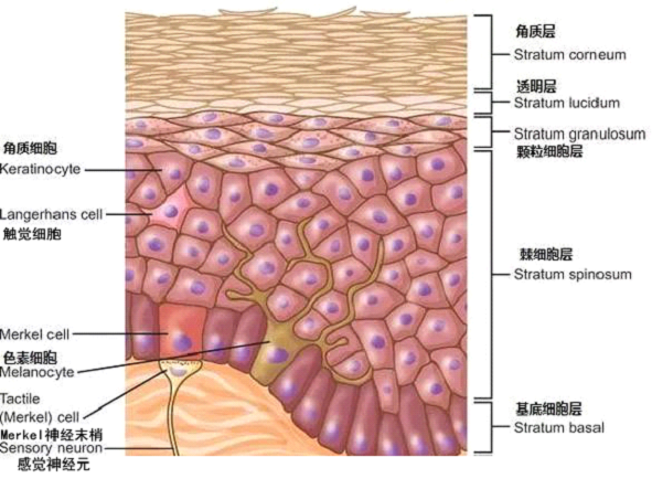 孚立美乳膏是如何淡化皮肤色素的？